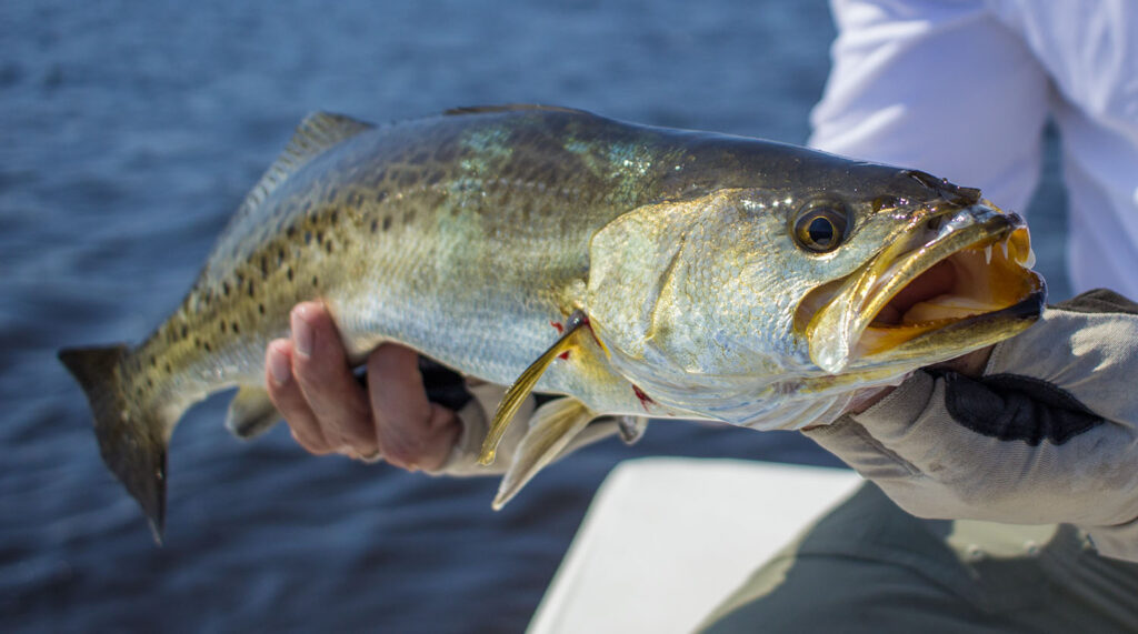 speckled trout fishing report